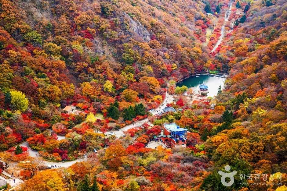 단풍 물든 내장산 국립공원 당일투어